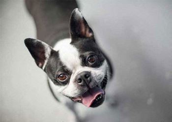 Cute dog